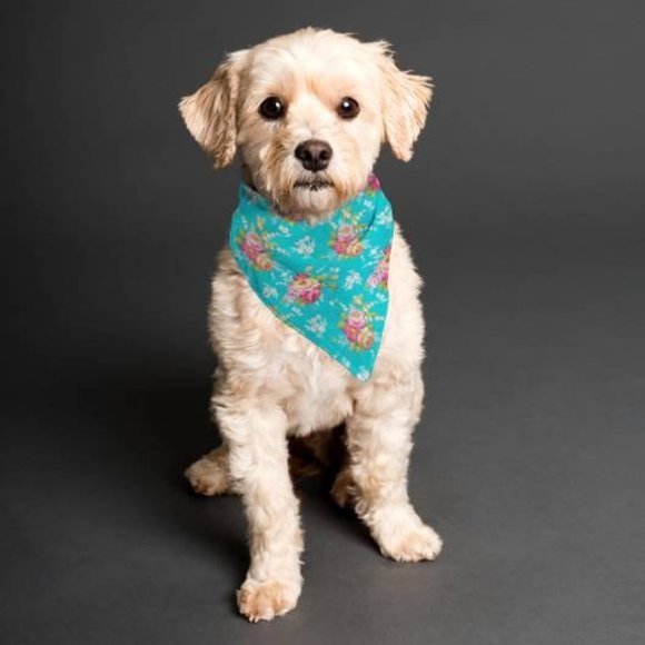 Triangle Bandana For Dog or Cat Blue Blossoms - Picture 1 of 2